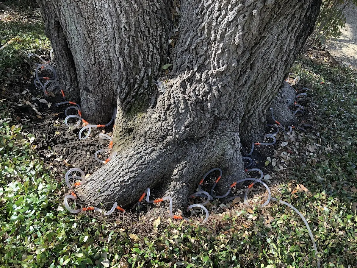 Detailed Tree Cabling and Bracing job site in Gnadenhutten