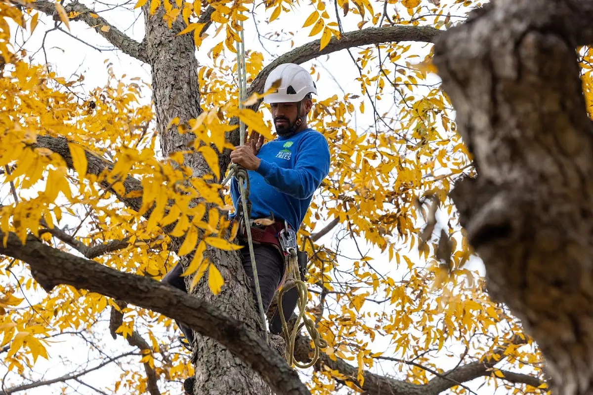 Skilled Tree Trimming crew working in Gnadenhutten